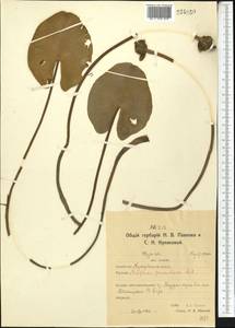 Кубышка малая (Timm) DC., Средняя Азия и Казахстан, Северный и Центральный Казахстан (M10) (Казахстан)