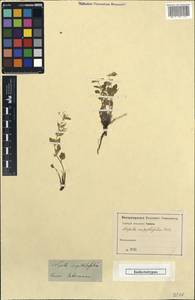 Clinopodium serpyllifolium (M.Bieb.) Kuntze, Крым (KRYM) (Россия)