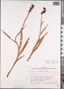 Кокушник длиннорогий (L.) R.Br., Сибирь, Дальний Восток (S6) (Россия)