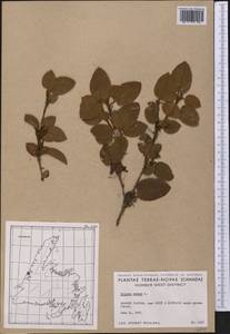 Epigaea repens L., Америка (AMER) (Канада)