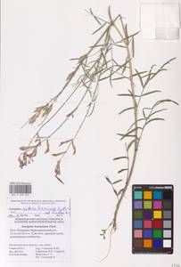 Astragalus astrachanicus Sytin & Laktionov, Восточная Европа, Нижневолжский район (E9) (Россия)