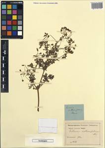 Erodium anthemifolium, Кавказ, Грузия (K4) (Грузия)