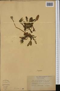 Taraxacum megalorhizon (Forssk.) Hand.-Mazz., Западная Европа (EUR) (Франция)