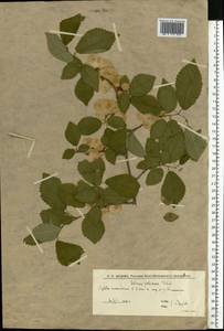 Вяз малый Mill., Восточная Европа, Нижневолжский район (E9) (Россия)