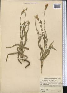 Pseudopodospermum pubescens (DC.) Zaika, Sukhor. & N. Kilian, Средняя Азия и Казахстан, Памир и Памиро-Алай (M2) (Киргизия)