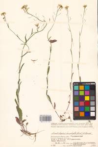 Резуховидка стрелолистная (M.Bieb.) Al-Shehbaz, O'Kane & R.A.Price, Восточная Европа, Нижневолжский район (E9) (Россия)