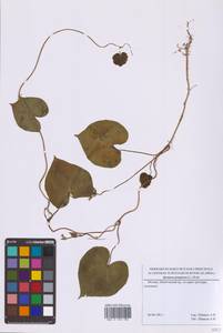 Ипомея пурпурная (L.) Roth, Восточная Европа, Московская область и Москва (E4a) (Россия)