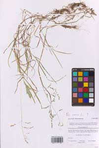Мятлик однолетний L., Восточная Европа, Московская область и Москва (E4a) (Россия)
