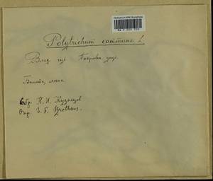 Polytrichum commune Hedw., Гербарий мохообразных, Мхи - Центральное Нечерноземье (B6) (Россия)