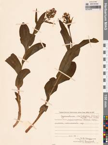 Galearis camtschatica (Cham.) X.H.Jin, Schuit. & W.T.Jin, Сибирь, Дальний Восток (S6) (Россия)