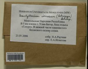 Brachythecium cirrosum (Schwägr.) Schimp., Гербарий мохообразных, Мхи - Азия (вне границ бывшего СССР) (BAs) (Монголия)