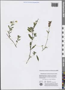 Helianthemum nummularium subsp. nummularium, Восточная Европа, Северный район (E1) (Россия)