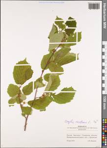 Орешник обыкновенный, Лещина обыкновенная L., Восточная Европа, Средневолжский район (E8) (Россия)