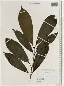 Rubiaceae, Зарубежная Азия (ASIA) (Вьетнам)
