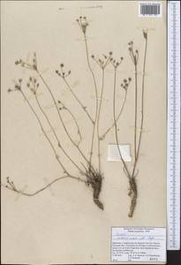 Жабрица Валентины Popov, Средняя Азия и Казахстан, Северный и Центральный Тянь-Шань (M4) (Киргизия)