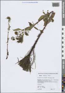 Череда лучистая Thuill., Сибирь, Прибайкалье и Забайкалье (S4) (Россия)