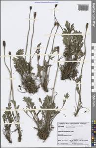 Oreomecon variegata (Tolm.) Krivenko, Сибирь, Центральная Сибирь (S3) (Россия)