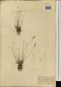 Мятлик оттянутый Trin., Монголия (MONG) (Монголия)