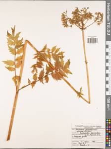 Валериана лекарственная L., Восточная Европа, Центральный район (E4) (Россия)