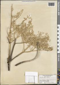 Ferula lycia Boiss., Зарубежная Азия (ASIA) (Турция)