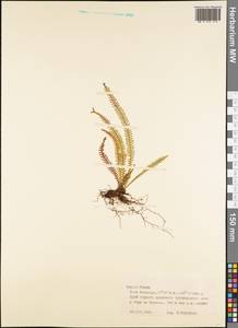 Polypodiopsida, Австралия и Океания (AUSTR) (Французская Полинезия)