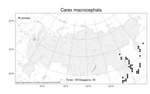 Carex macrocephala, Осока большеголовая Willd. ex Spreng., Атлас флоры России (FLORUS) (Россия)