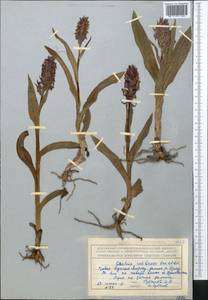 Dactylorhiza incarnata subsp. cilicica (Klinge) H.Sund., Средняя Азия и Казахстан, Северный и Центральный Тянь-Шань (M4) (Казахстан)
