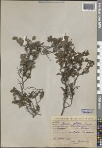 Спирея волосистая Franch., Средняя Азия и Казахстан, Западный Тянь-Шань и Каратау (M3) (Киргизия)