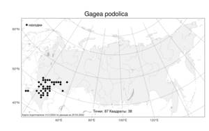 Gagea podolica, Гусиный лук подольский Schult. & Schult.f., Атлас флоры России (FLORUS) (Россия)