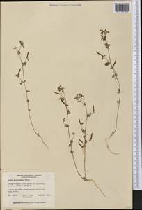 Acmispon parviflorus (Benth.)D.D.Sokoloff, Америка (AMER) (Канада)