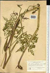 Гирчовник татарский Hoffm., Сибирь, Западный (Казахстанский) Алтай (S2a) (Казахстан)