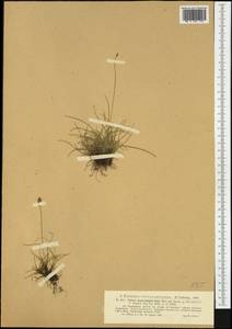 Carex macrostylos Lapeyr., Западная Европа (EUR) (Франция)
