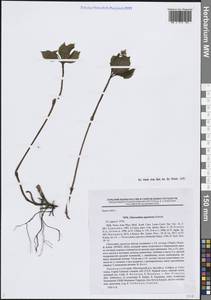 Хлорант японский Siebold, Сибирь, Дальний Восток (S6) (Россия)