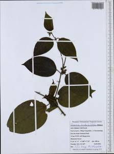 Clidemia hirta (L.) D. Don, Зарубежная Азия (ASIA) (Вьетнам)