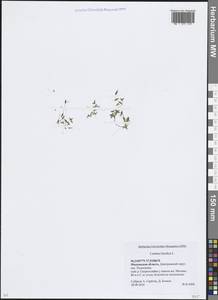 Ряска трехдольная L., Восточная Европа, Московская область и Москва (E4a) (Россия)