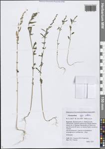 Марь белая L., Сибирь, Прибайкалье и Забайкалье (S4) (Россия)