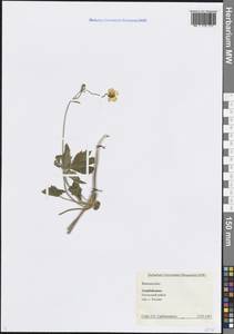 Лютик, Кавказ, Азербайджан (K6) (Азербайджан)