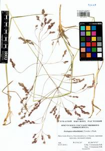 Arctopoa schischkinii (Tzvelev) Prob., Сибирь, Прибайкалье и Забайкалье (S4) (Россия)