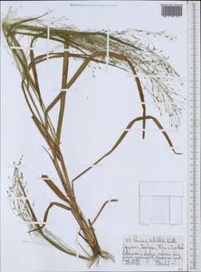 Panicum subalbidum Kunth, Африка (AFR) (Эфиопия)