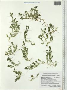 Selaginella kraussiana (G. Kunze) A. Br., Австралия и Океания (AUSTR) (Новая Зеландия)