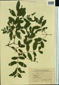 Жимолость голубая L., Восточная Европа, Центральный район (E4) (Россия)