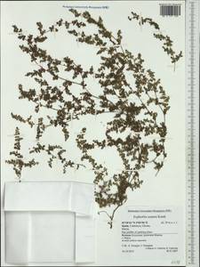 Euphorbia serpens Kunth, Западная Европа (EUR) (Испания)
