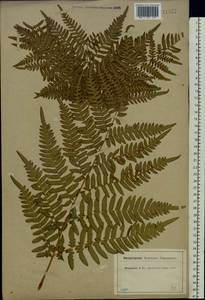 Pteridium aquilinum subsp. pinetorum (C. N. Page & R. R. Mill) J. A. Thomson, Восточная Европа, Центральный лесной район (E5) (Россия)