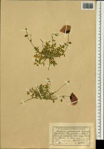 Roemeria pavonina, Зарубежная Азия (ASIA) (Афганистан)