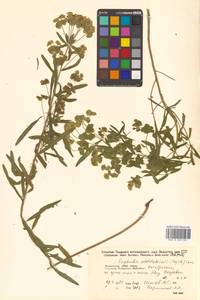 Молочай лозный, Молочай прутьевидный Waldst. & Kit., Сибирь, Дальний Восток (S6) (Россия)