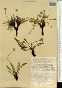 Одуванчик китайский Kitag., Монголия (MONG) (Монголия)