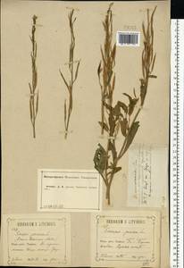 Капуста сизая, Сарептская горчица (L.) Czern., Восточная Европа, Центральный лесостепной район (E6) (Россия)