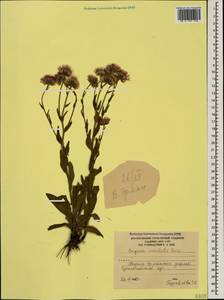 Erigeron acris subsp. acris, Кавказ, Южная Осетия (K4b) (Южная Осетия)