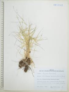 Змеевка растопыренная (Trin.) Keng, Сибирь, Дальний Восток (S6) (Россия)