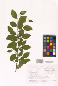 Кизильник остролистный Turcz., Восточная Европа, Центральный район (E4) (Россия)